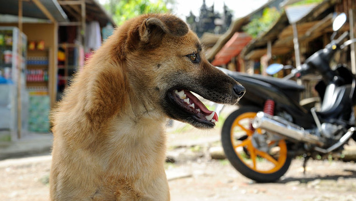 Hunde sind auf Bali durchaus willkommen, solange sie zu einem Menschen gehören der sich um sie kümmert Hund auf Bali
