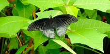 Der Schmetterlingspark ist ein Refugium für seltene Schmetterlinge wie diesen tiefschwarzen Great Mormon Great Mormon Schmetterling im Schmetterlingspark, Bali