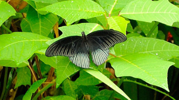 Der Schmetterlingspark ist ein Refugium für seltene Schmetterlinge wie diesen tiefschwarzen Great Mormon Great Mormon Schmetterling im Schmetterlingspark, Bali