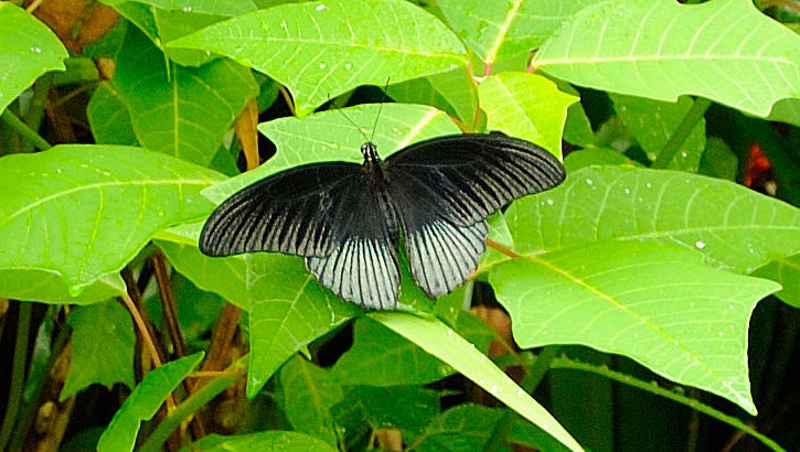 Great Mormon Schmetterling im Schmetterlingspark, Bali