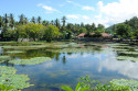 Der Seerosenteich mitten in Candi Dasa lädt zum Verweilen ein, es gibt hier aus Restaurants und Warungs Seerosenteich in Candi Dasa, Bali