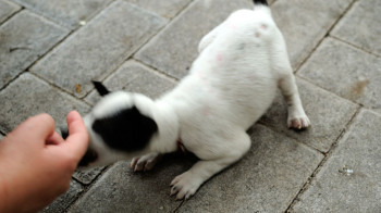 Bali und die streunenden Hunde