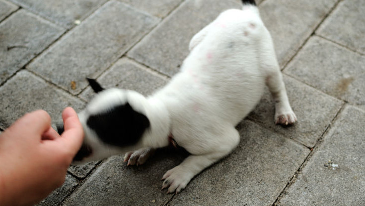 Freilaufende Hunde und wenn sie noch so süß sind, sollten auf Bali mit Vorsicht behandelt werden Hundewelpe in Nusa Dua, Südbali