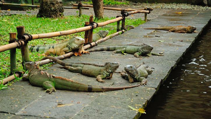 Im Bali Bird and Reptile Park lassen sich viele der Tiere so hautnah erleben wie diese Leguane Leguane im Bali Bird and Reptile Park