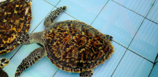 Die kleine Insel Pulau Serangan, dicht neben Bali, ist vor allem wegen der Meeresschildkröten bekannt Meeresschildkröte auf der Pulau Serangan, Bali