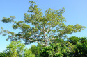 Bäume im Taman Nasional Bali Barat