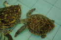 Schildkröten auf der Pulau Serangan, Bali