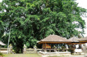 Der gewaltige Ficus ist über 300 Jahre alt und eine der Hauptattraktionen des Pura Kehen. Er passt kaum aufs Bild Ficus im Pura Kehen in Bangli, Bali