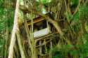 Der Pura Kehen besitzt keinen herkömmlichen Trommelturm. Die Trommel befindet sich in einem Baumhaus im Ficus Trommelturm im Pura Kehen in Bangli, Bali