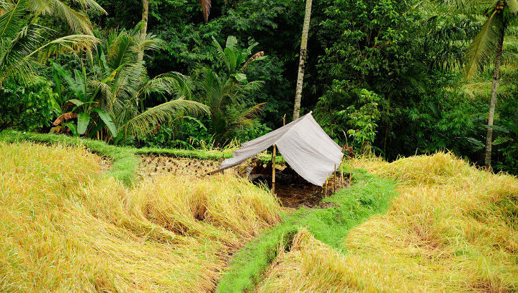 Der kleine Ort Tabanan hat vor allem landschaftliche Reize. Wie dieses Reisfeld das kurz vor der Ernte steht Reisfeld in Tabanan, Bali
