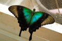 Schmetterling im Schmetterlingspark im Zentrum Balis
