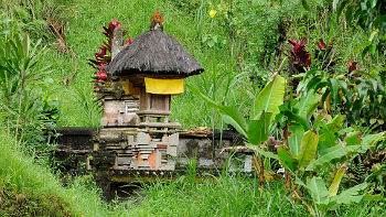 Solche kleinen Schreine finden sich überall auf Bali. Nicht nur in Reisfeldern sondern auch mitten in der Stadt Schrein in Reisfeld auf Bali