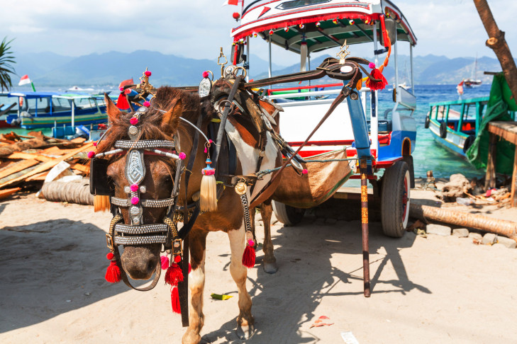 Ein Cidomo auf Gili Air. Diese einspännigen Pferdekutschen nutzen Einheimische wie Touristen zur Fortbewegung auf den Gili Inseln. Foto: © Galyna Andrushko / Shutterstock Cidomo auf den Gili Inseln, Indonesien