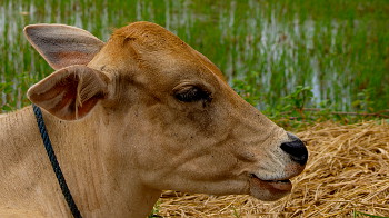 Tierischer Bewohner der Karimunjawa Inseln, Indonesien