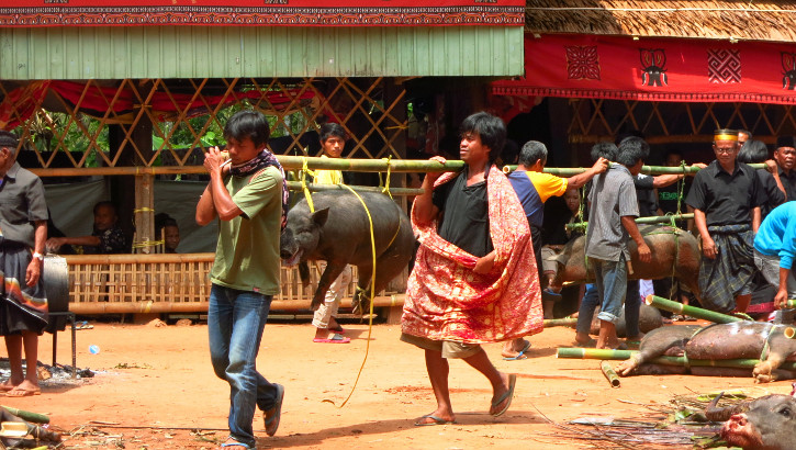 Einige der Tiere die zuvor als Geschenk überbracht wurden, werden für das Festmahl geschlachtet Tiere auf dem Weg zur Schlachtung, Zeremonie Tana Toraja, Sulawesi