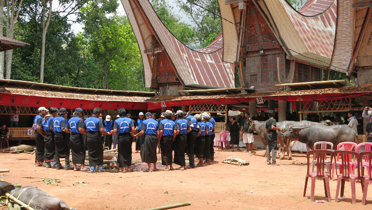Die Beerdigungszeremonie der Tana Toraja ist gerade in vollem Gange und für westliche Besucher erst einmal ungewöhnlich Beerdigungszeremonie der Tana Toraja, Sulawesi