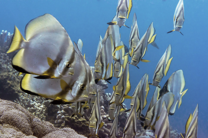 Fledermausfische werden etwa 40 cm lang und sind besonders im Schwarm sehr imposant. Fledermausfische im Freiwasser vor Indonesien