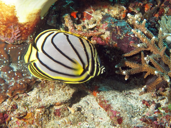 Schwarzstreifen Falterfisch vor Indonesien