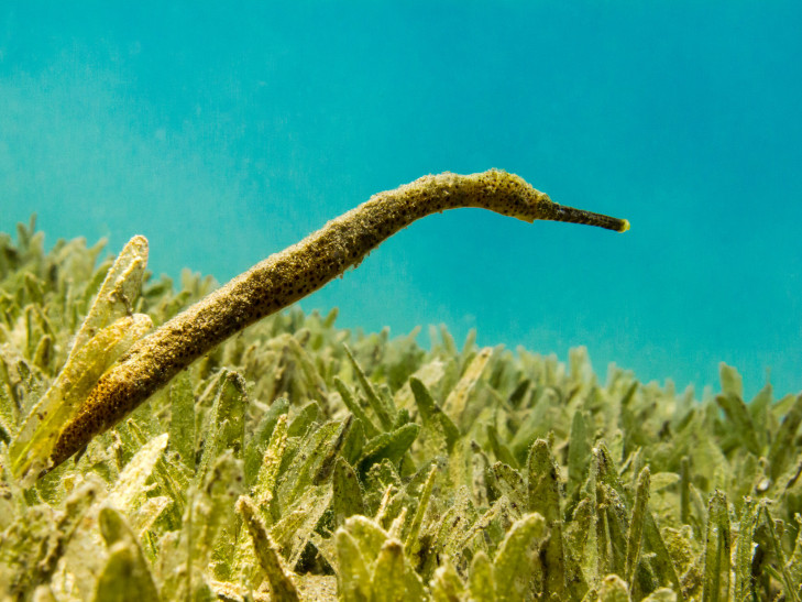 Um eine Seenadel beobachten zu können, muss man schon genau hinsehen. © Hendrik Martens / Shutterstock Seenadel auf Nahrungssuche, Indonesien