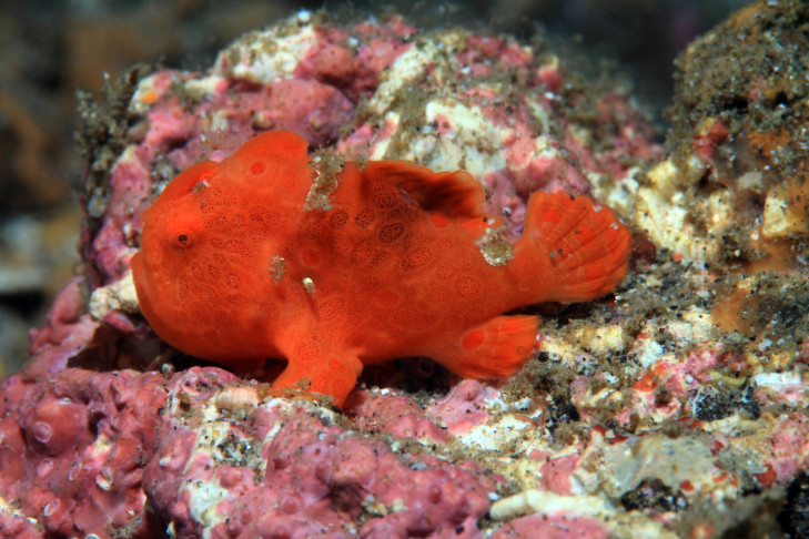 Anglerfisch vor der Küste Indonesiens