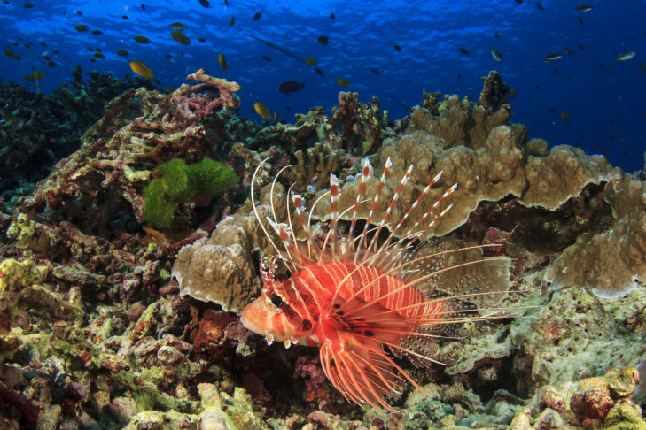 So wunderschön ein Rotfeuerfisch auch ist, er ist giftig aber nicht tödlich. Foto: © Rich Carey / Shutterstock Rotfeuerfisch vor Indonesien