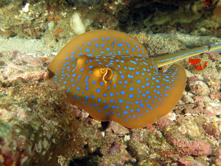 Blaupunktrochen sind zwar nicht die größten Rochen, aber faszinierend gefärbt. Foto: © LauraD / Shutterstock Blaupunktrochen über Sandfläche vor Indonesien.