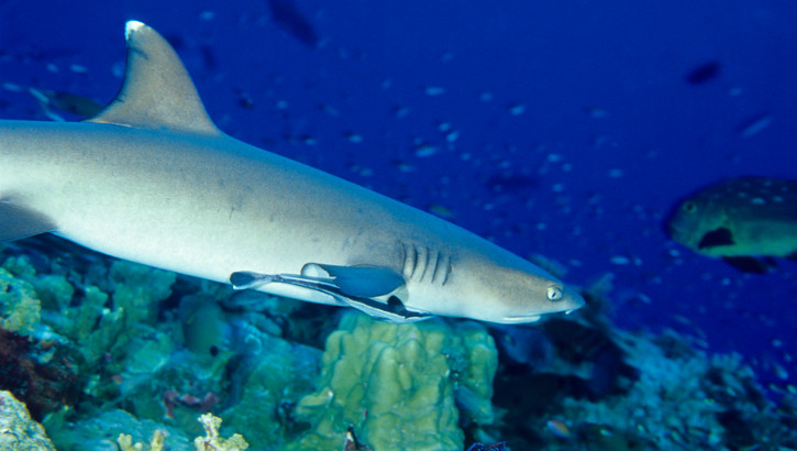 Ein Weißspitzen-Riffhai, einer der häufigsten Haie in den Korallenriffen des Indopazifik. Foto: Tammy616 - istockphoto.com Weißspitzen-Riffhai, Triaenodon Obesus vor der Küste Indonesiens
