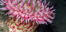 So eine farbenprächtige Seeanemone ist auf den Riffen Indonesiens nicht selten. Foto: © NatureDiver / Shutterstock Farbenpfächtige Anemone vor Indonesien