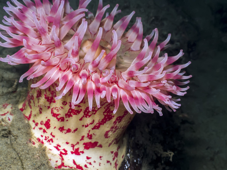So eine farbenprächtige Seeanemone ist auf den Riffen Indonesiens nicht selten. © NatureDiver / Shutterstock Farbenpfächtige Anemone vor Indonesien