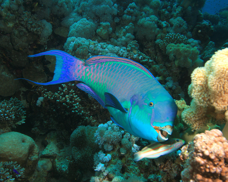Büffelkopf-Papageienfisch vor Riff, Indonesien