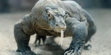 Ein ausgewachsener Komodo Waran auf Futtersuche, hier auf der Insel Komodo. © Foto: Anna Kucherova / Shutterstock Komodo Waran auf Futtersuche, Insel Komodo, Indonesien