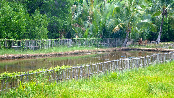 Solche Reisfelder ziehen stundenlang am Zugfenster vorbei. Reisfeld auf Java, Indonesien