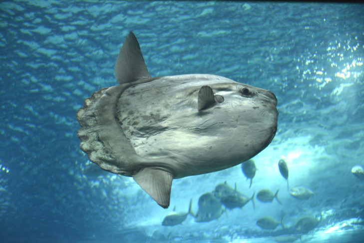 Der Mola Mola oder Mondfisch gehört zu den imposantesten Erscheinungen vor Indonesien. Foto: © MOHAMED TAZI CHERTI/ Shutterstock Mola Mola im Freiwasser vor Indonesien