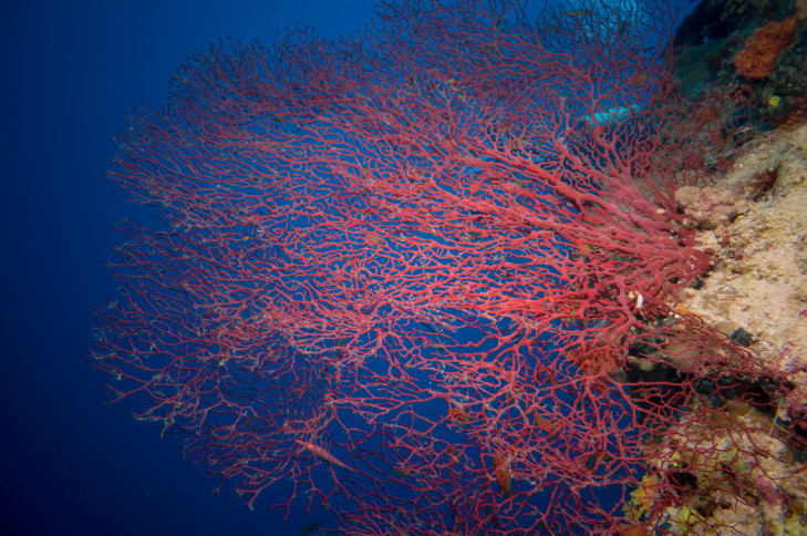 Solche roten Gorgonien gehören wohl zu den beeindruckendsten Korallen Indonesiens. Foto: © Tischenko Irina / Shutterstock Rote Gorgonie auf einem Riff vor Indonesien