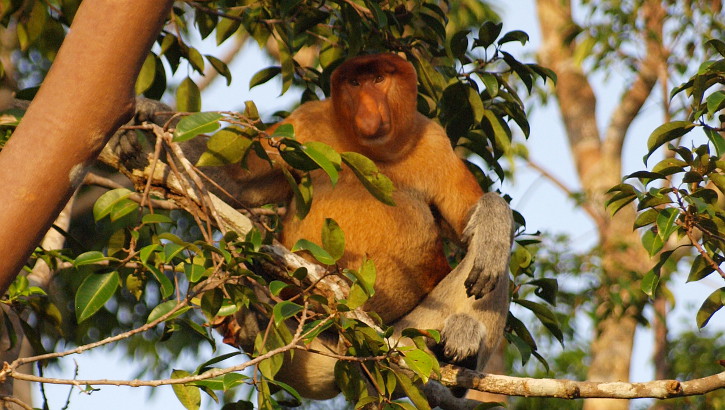 Nasenaffe (Nasalis larvatus) auf Borneo / Kalimantan, Indonesien