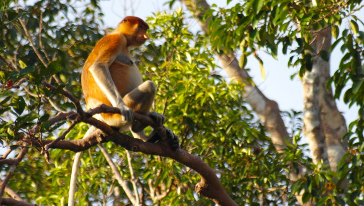 Nasenaffe (Nasalis larvatus) auf Borneo / Kalimantan, Indonesien