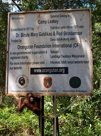 Orang Utan Foundation International