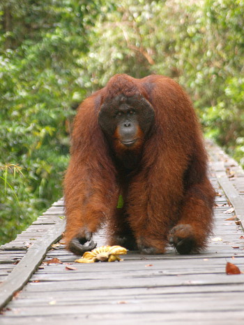 Orang Utan auf Borneo / Kalimantan, Indonesien