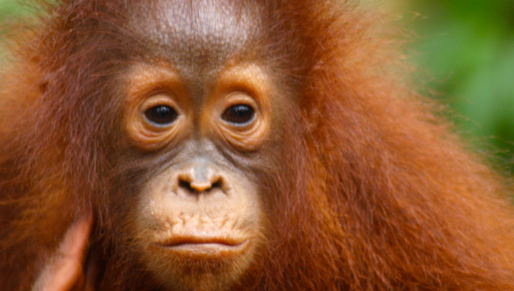 Orang Utan auf Borneo / Kalimantan, Indonesien