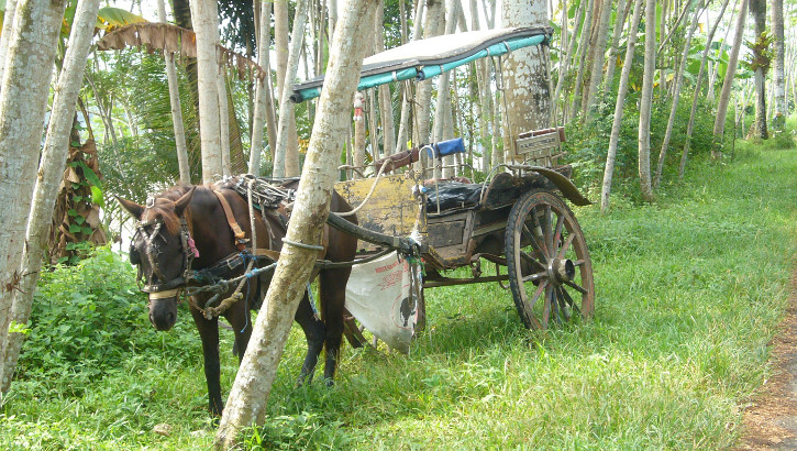 Pferdekutsche am Straßenrand, Zentraljava, Indonesien