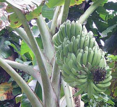 paradies-bananen